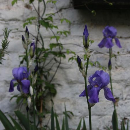 B&B Les Iris Brussel Bagian luar foto