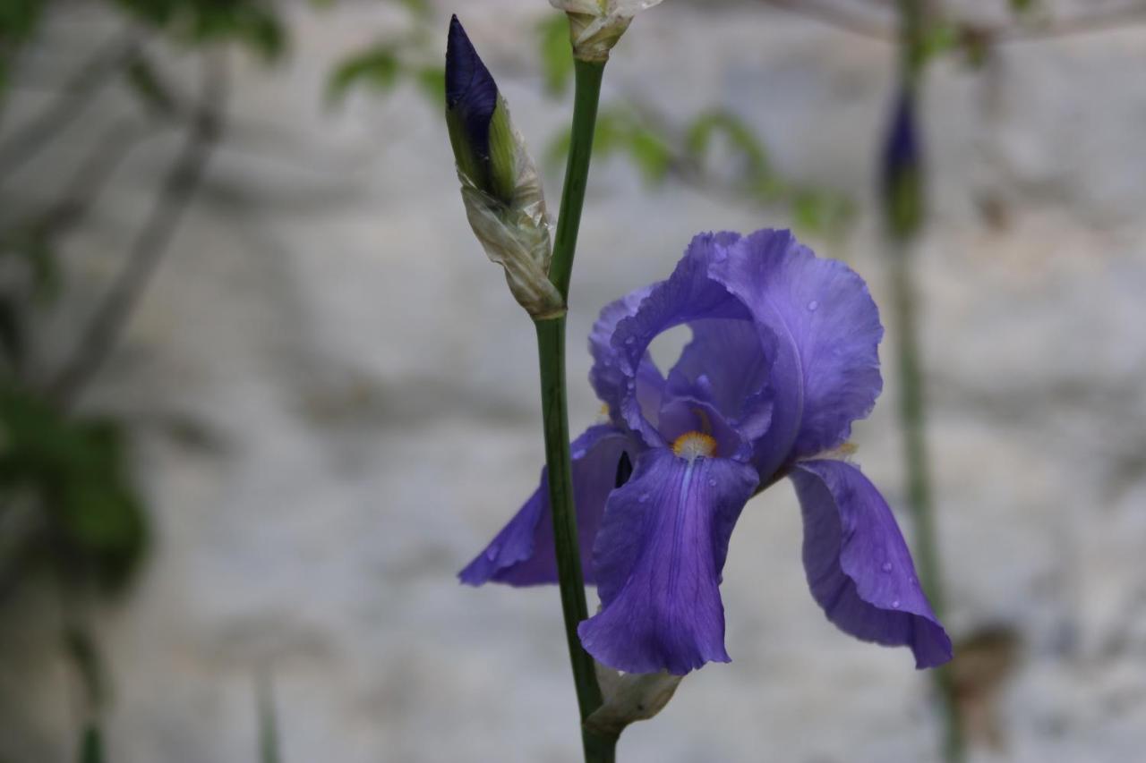 B&B Les Iris Brussel Bagian luar foto