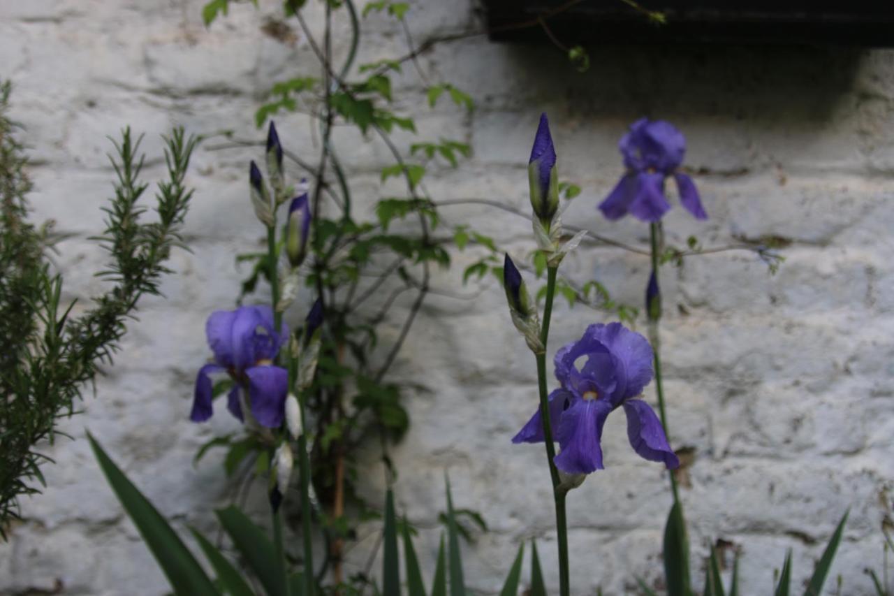 B&B Les Iris Brussel Bagian luar foto
